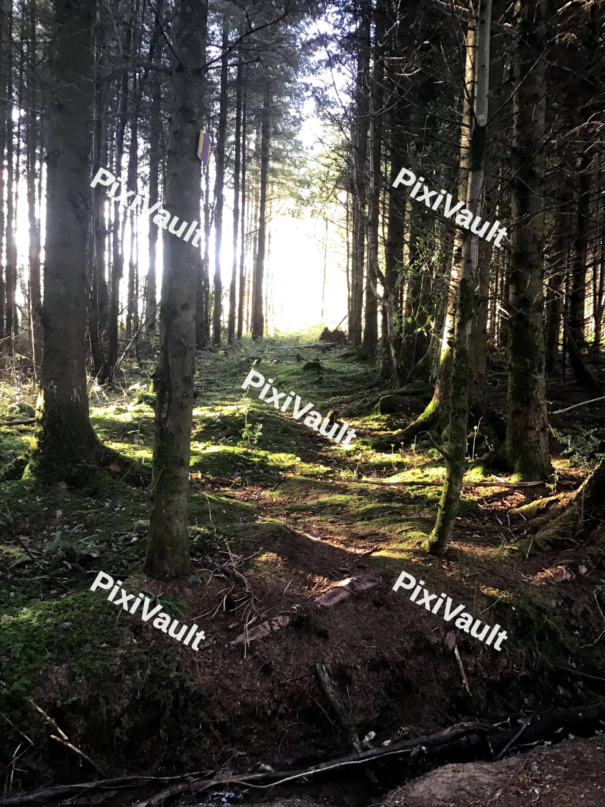 Woods